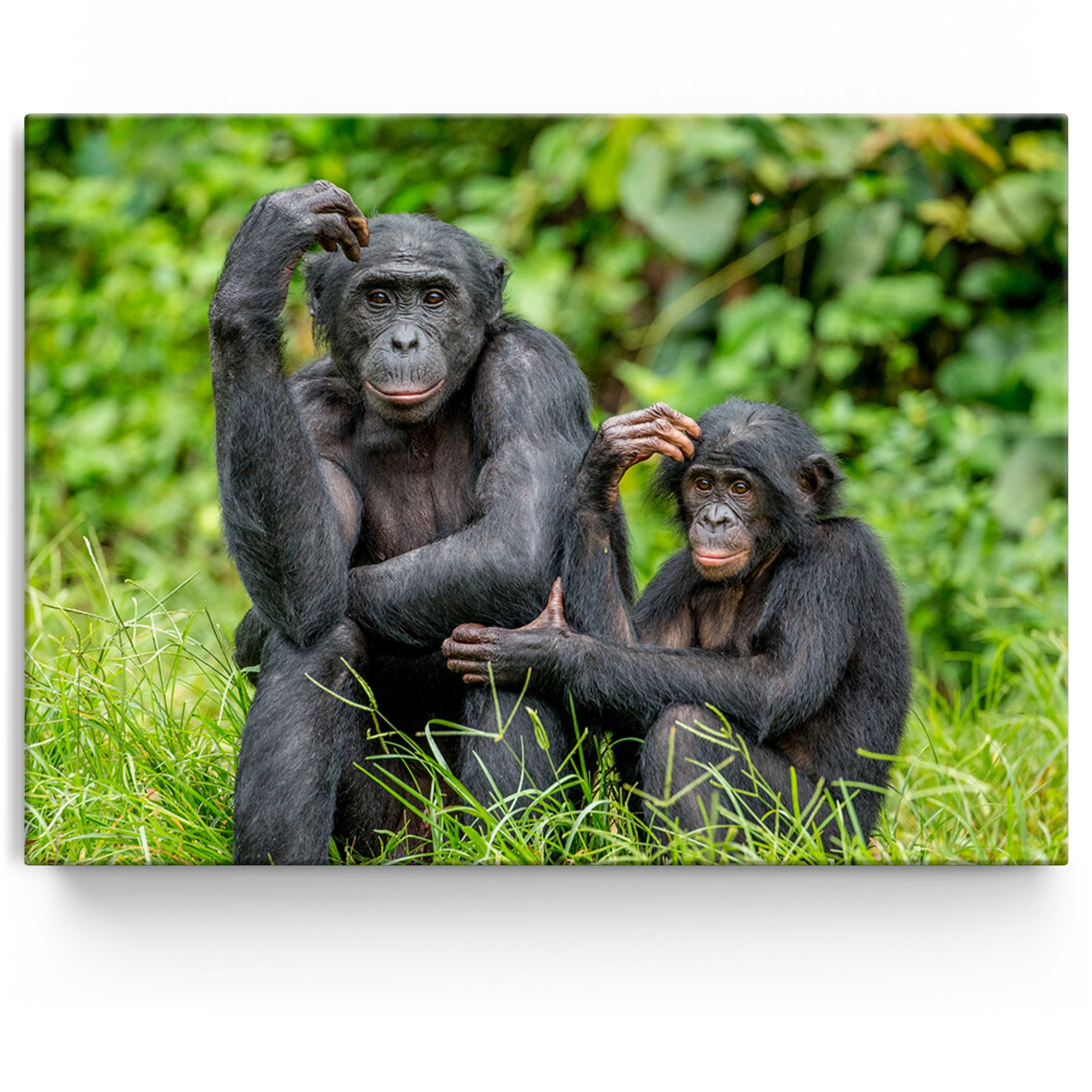 Personalisiertes Leinwandbild Bonobo im Kongo