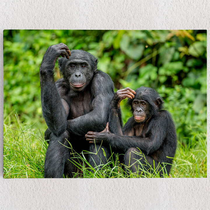 Personalisiertes Leinwandbild Bonobo im Kongo