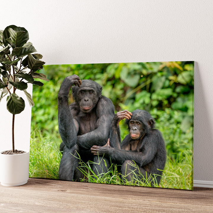Leinwandbild personalisiert Bonobo im Kongo