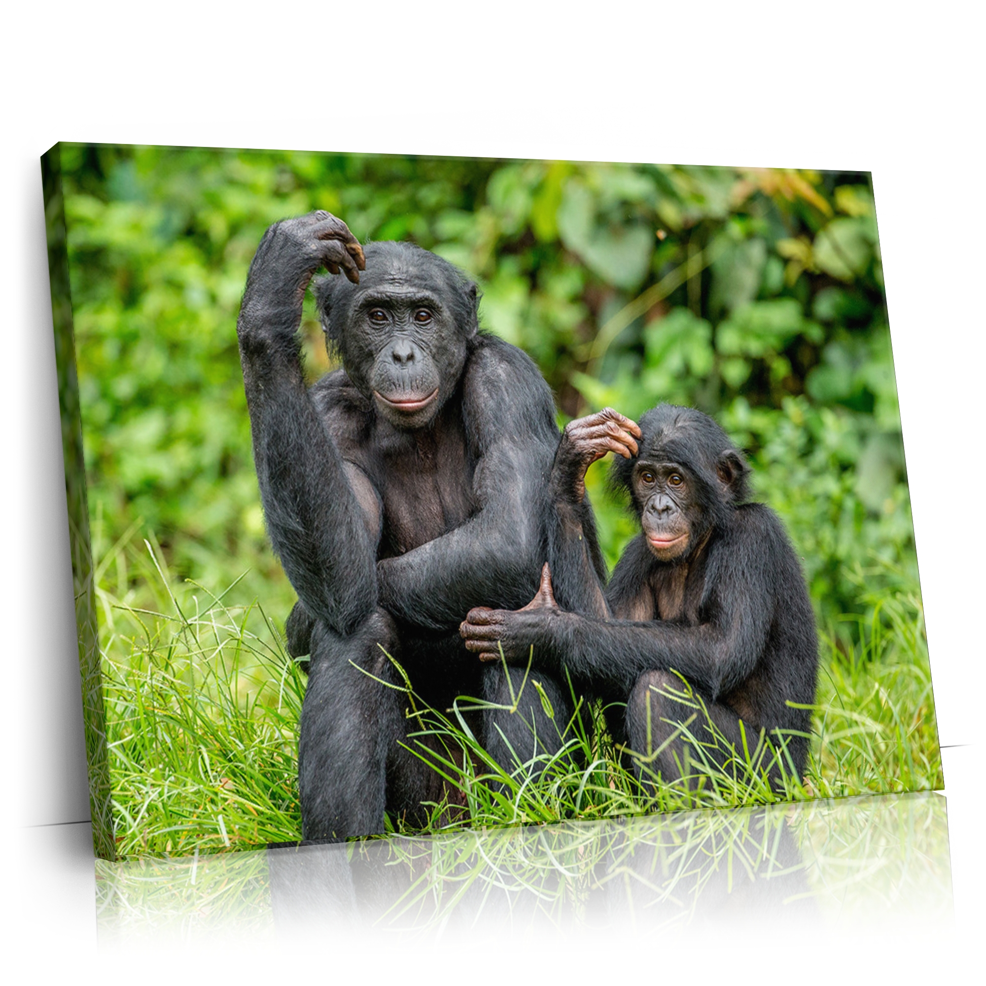 Personalisierbares Geschenk Bonobo im Kongo