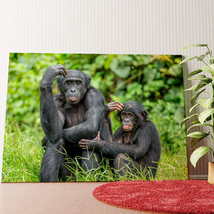 Bonobo im Kongo Wandbild personalisiert