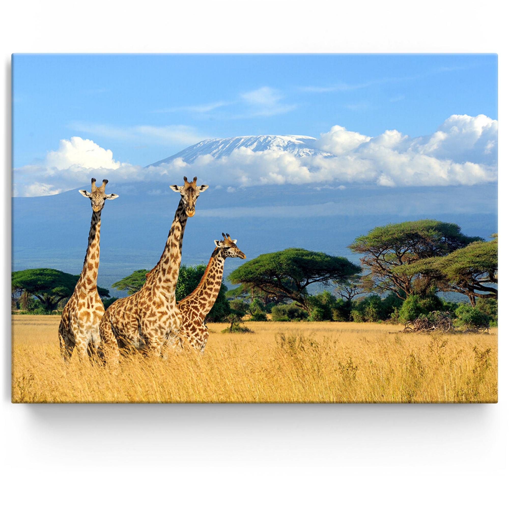 Personalisiertes Leinwandbild Giraffen vorm Kilimandscharo