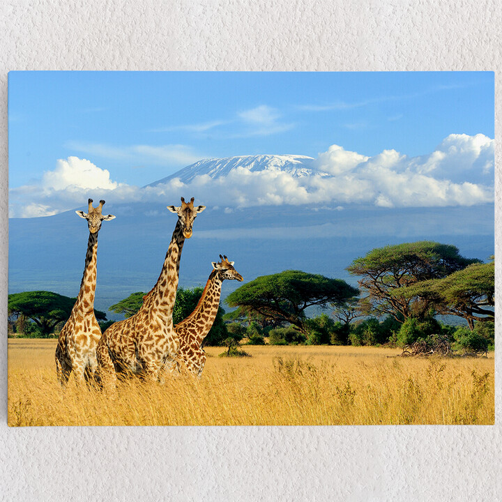 Personalisiertes Leinwandbild Giraffen vorm Kilimandscharo