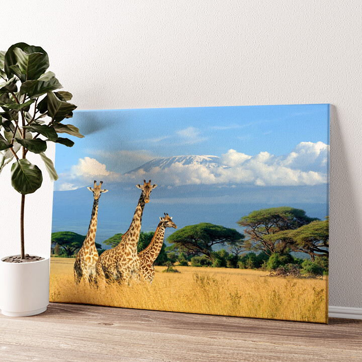Leinwandbild personalisiert Giraffen vorm Kilimandscharo