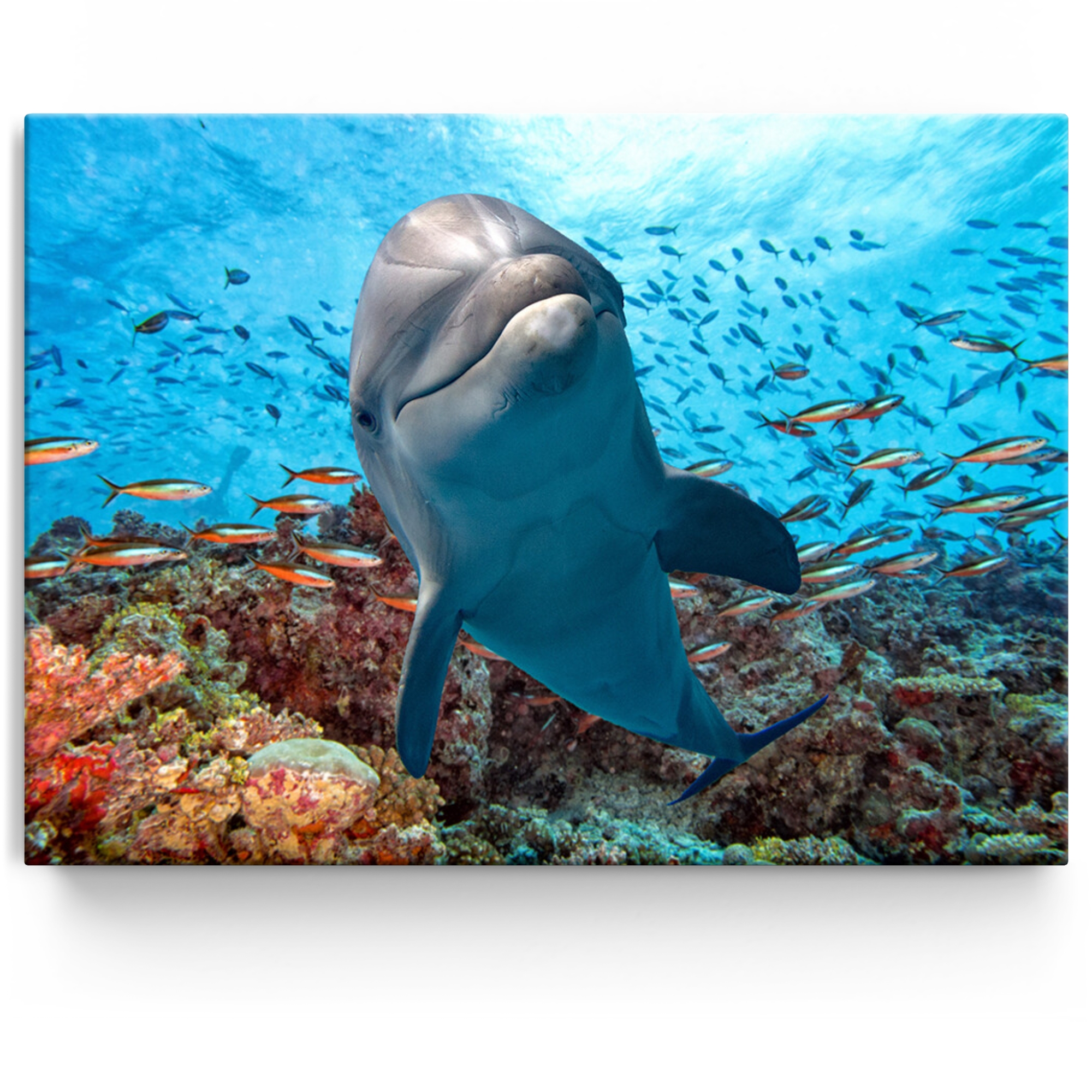 Personalisiertes Leinwandbild Delfin im Korallenriff