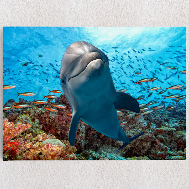 Personalisiertes Leinwandbild Delfin im Korallenriff