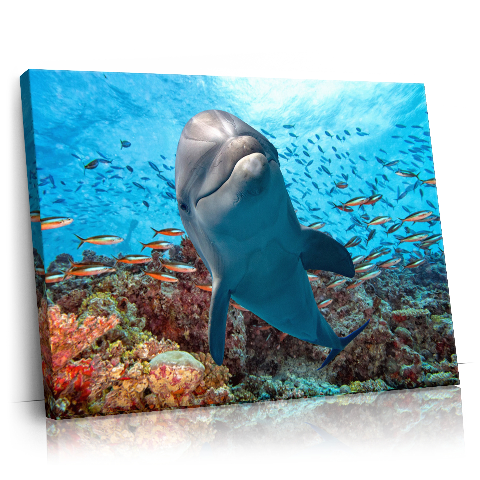 Personalisierbares Geschenk Delfin im Korallenriff