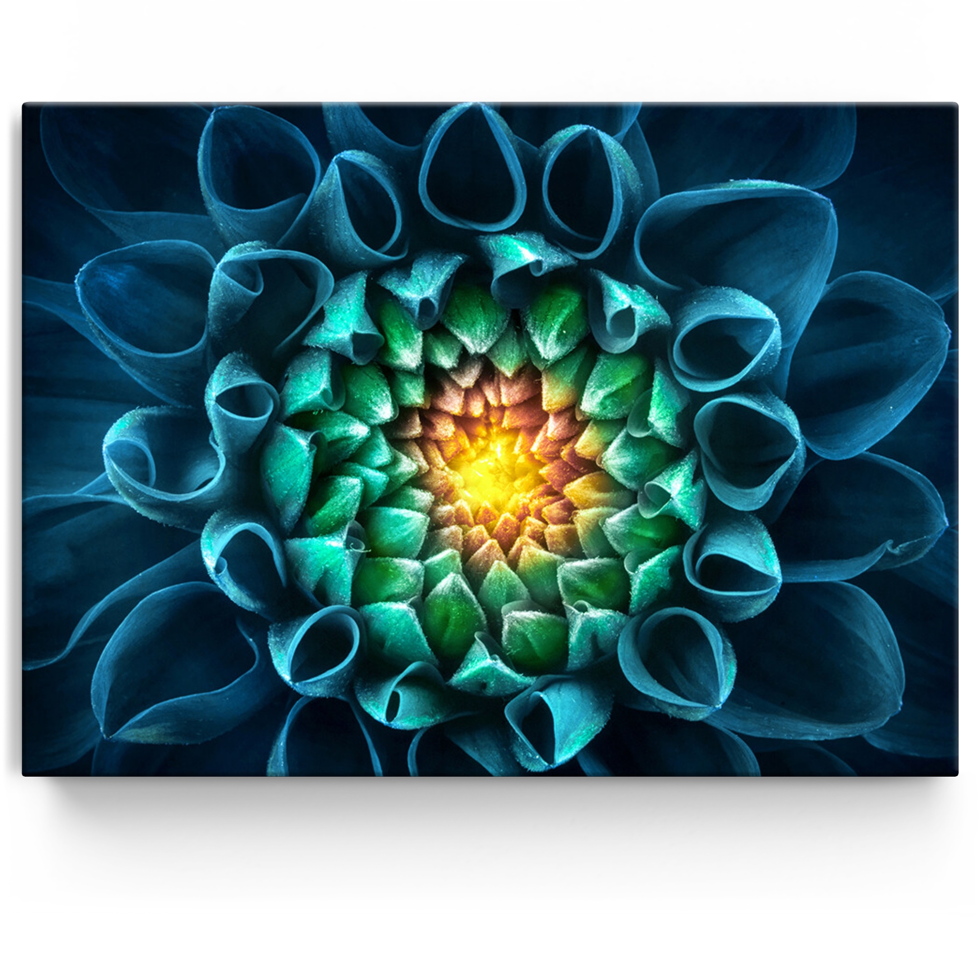 Personalisiertes Leinwandbild Blaugrüne Chrysantheme