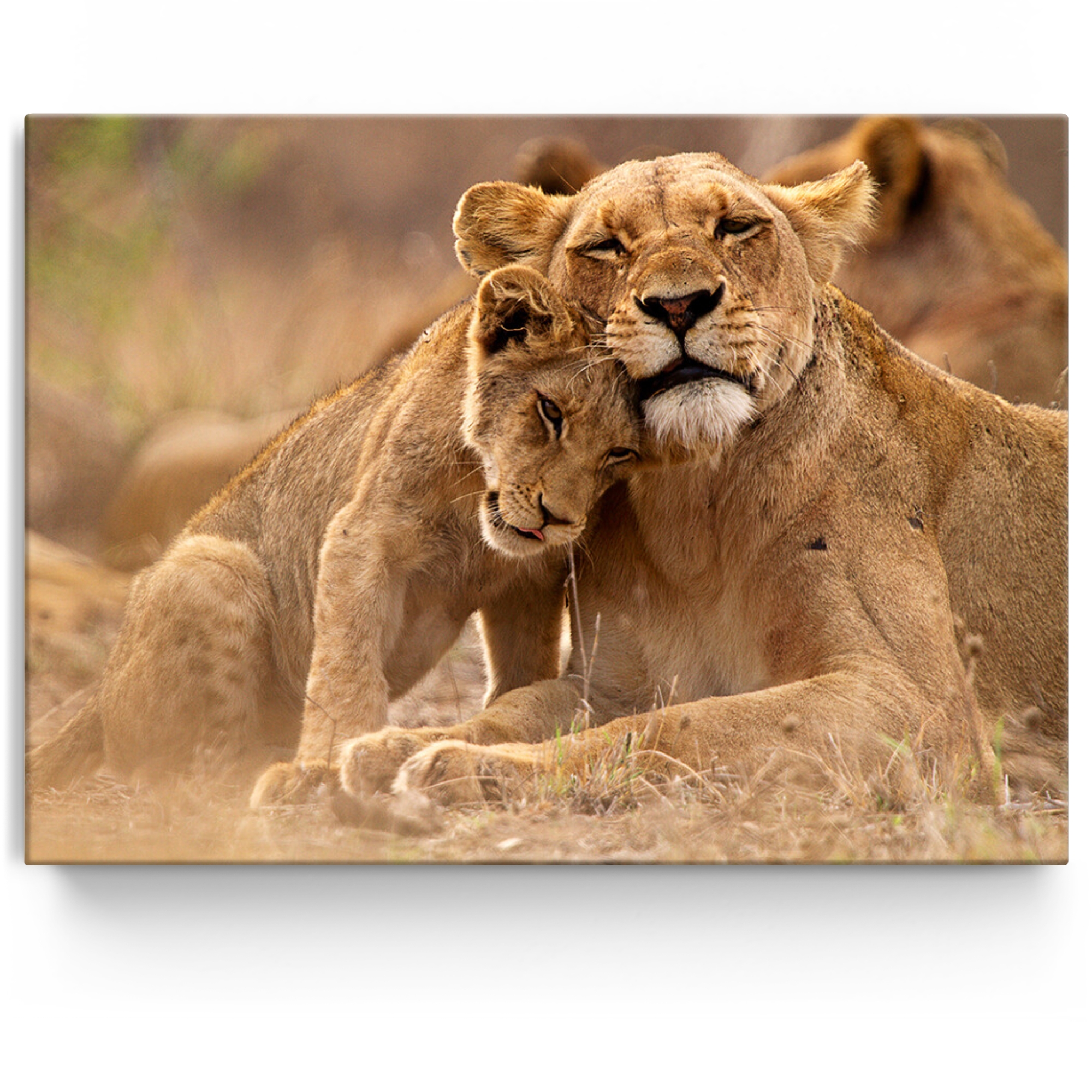 Personalisiertes Leinwandbild Löwe Mutter Kind Krüger Nationalpark