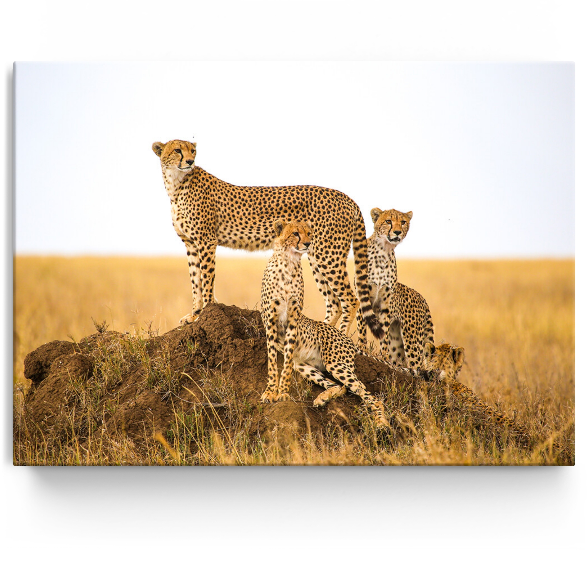 Personalisiertes Leinwandbild Geparden Serengeti