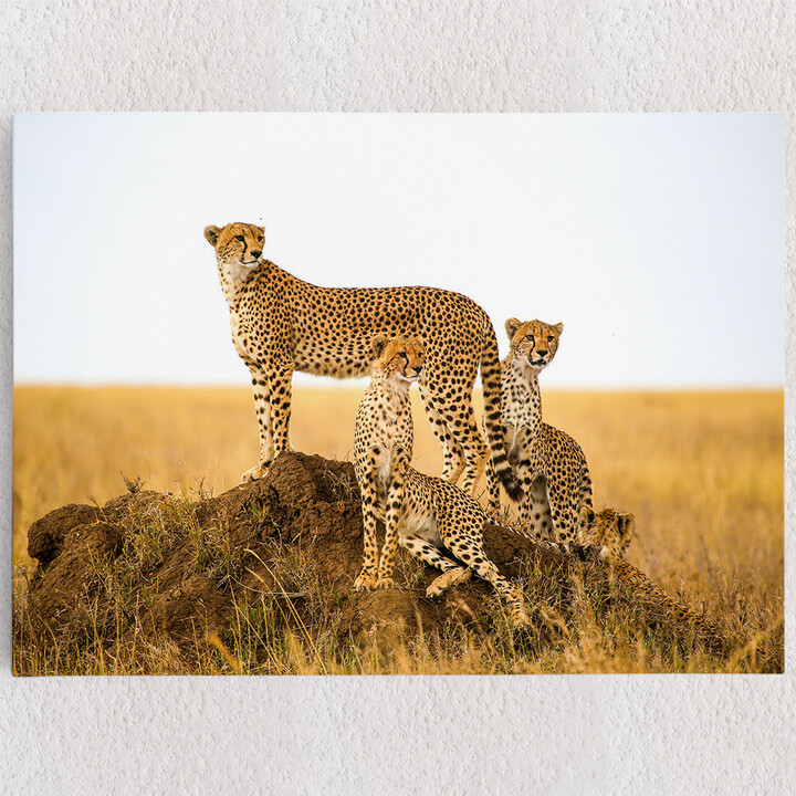 Personalisiertes Leinwandbild Geparden Serengeti