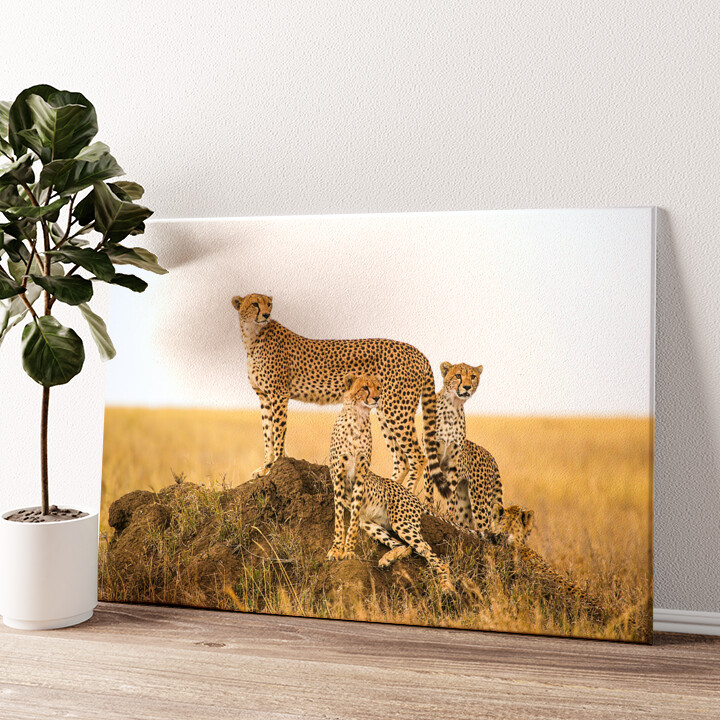 Leinwandbild personalisiert Geparden Serengeti