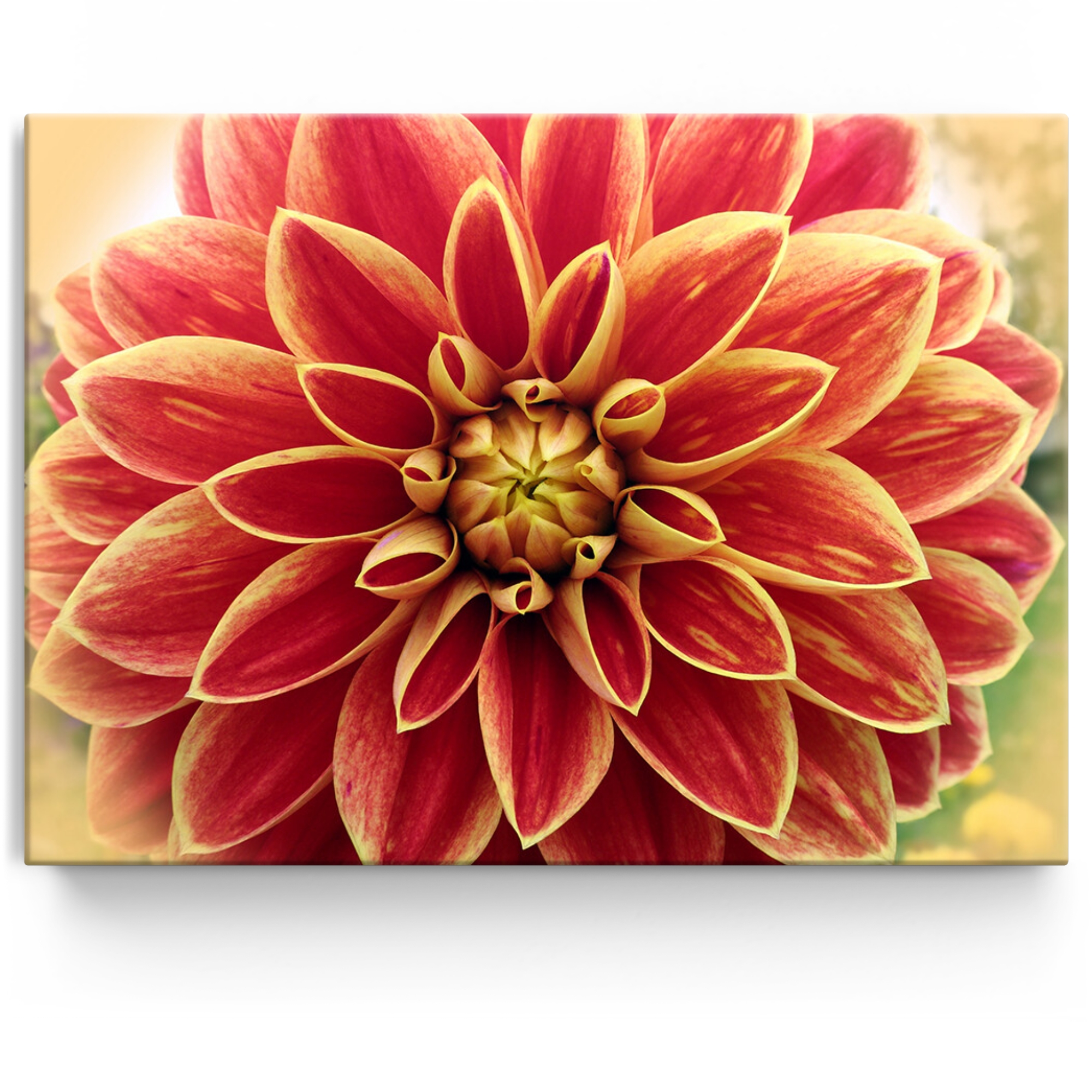 Personalisiertes Leinwandbild Rote Chrysantheme