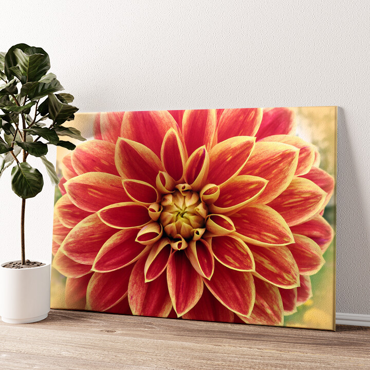 Leinwandbild personalisiert Rote Chrysantheme