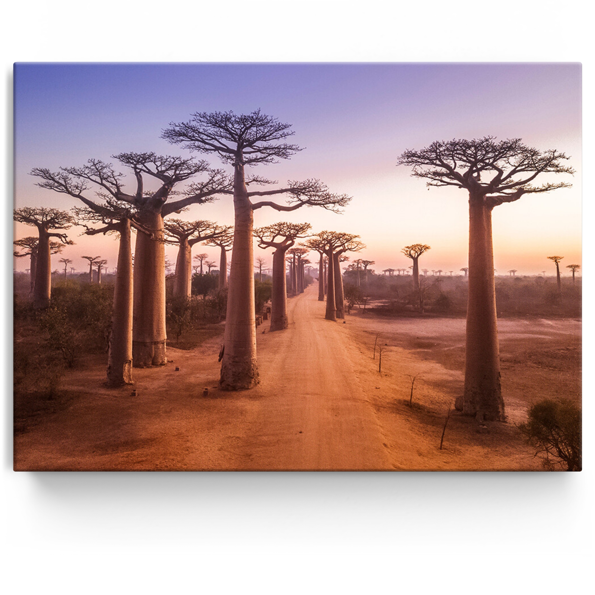 Personalisiertes Leinwandbild Baobab Bäume Madagaskar