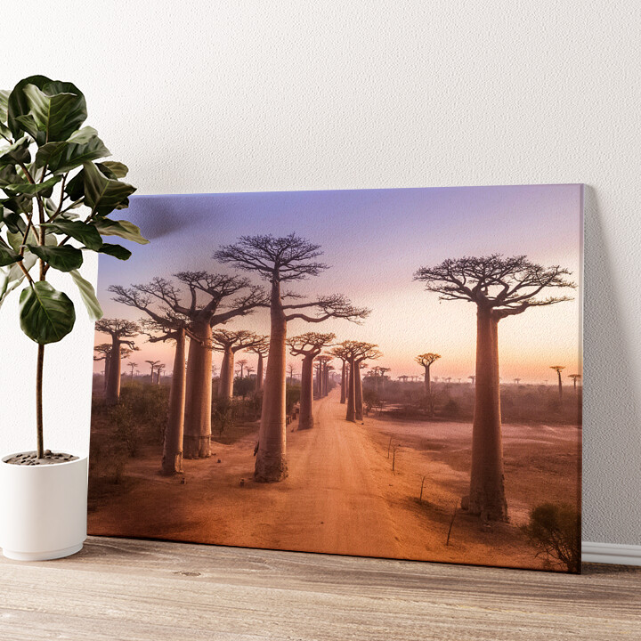 Leinwandbild personalisiert Baobab Bäume Madagaskar