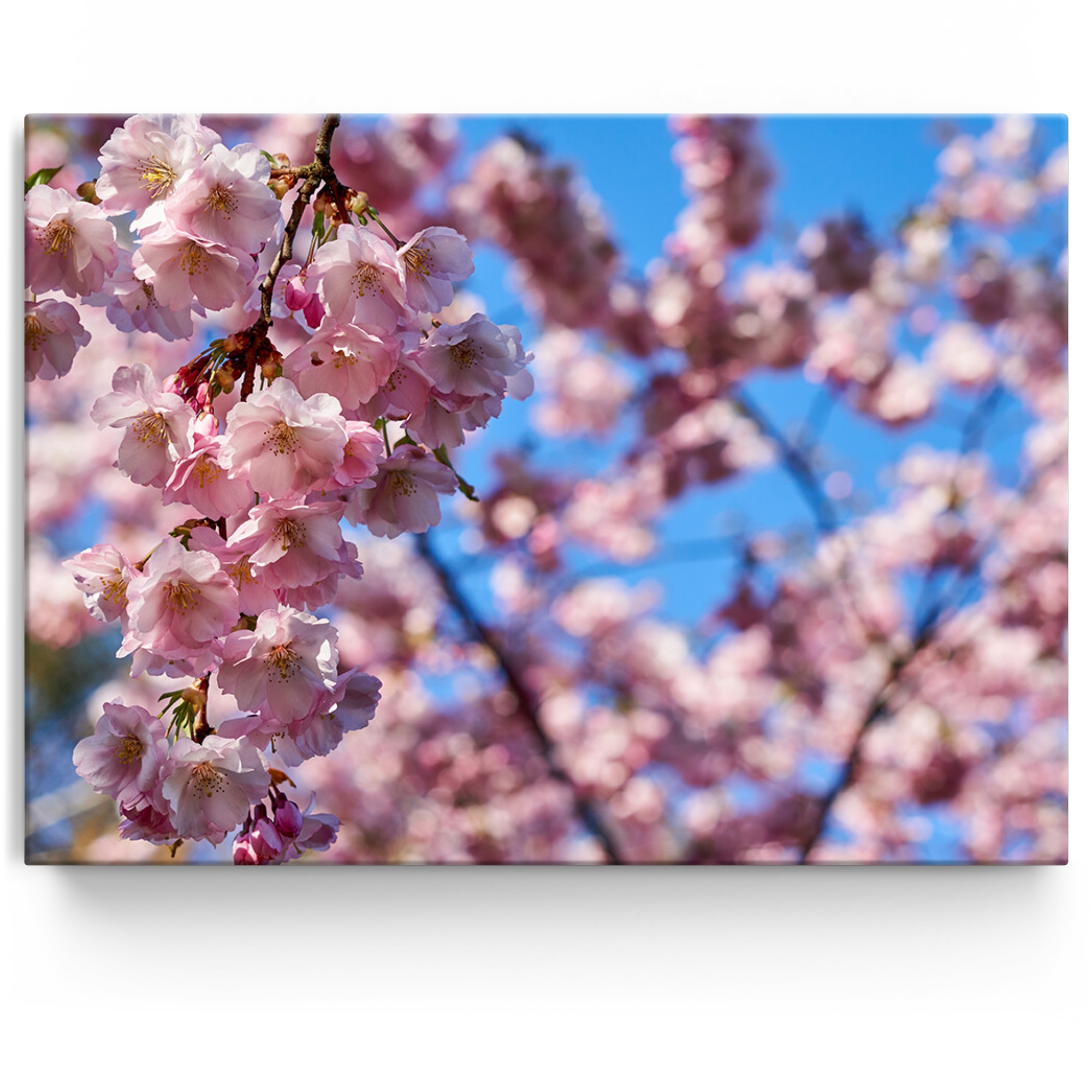 Personalisiertes Leinwandbild Kirschblüten