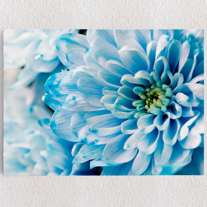Personalisiertes Leinwandbild Blaue Chrysantheme