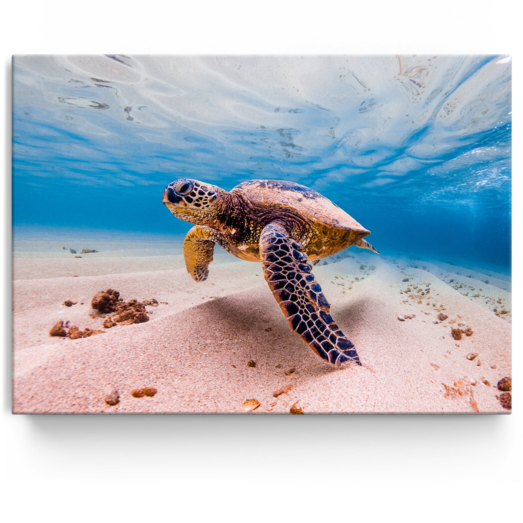 Personalisiertes Leinwandbild Schildkröte im Meer