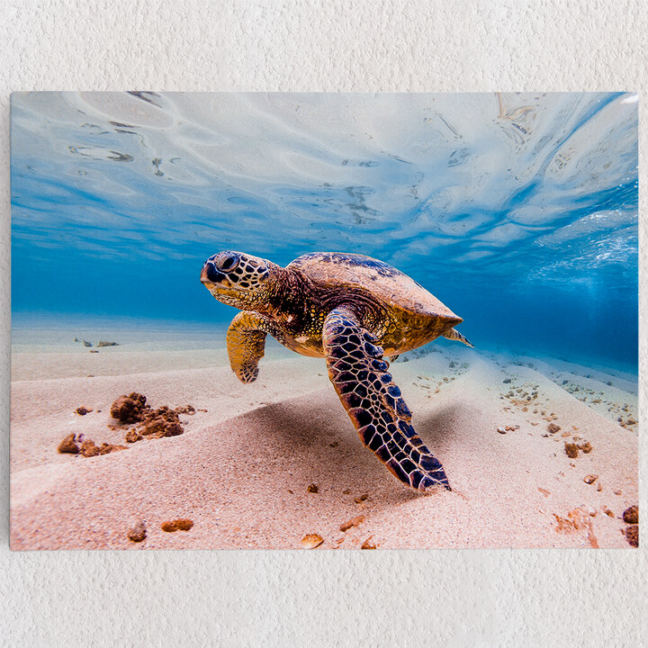 Personalisiertes Leinwandbild Schildkröte im Meer