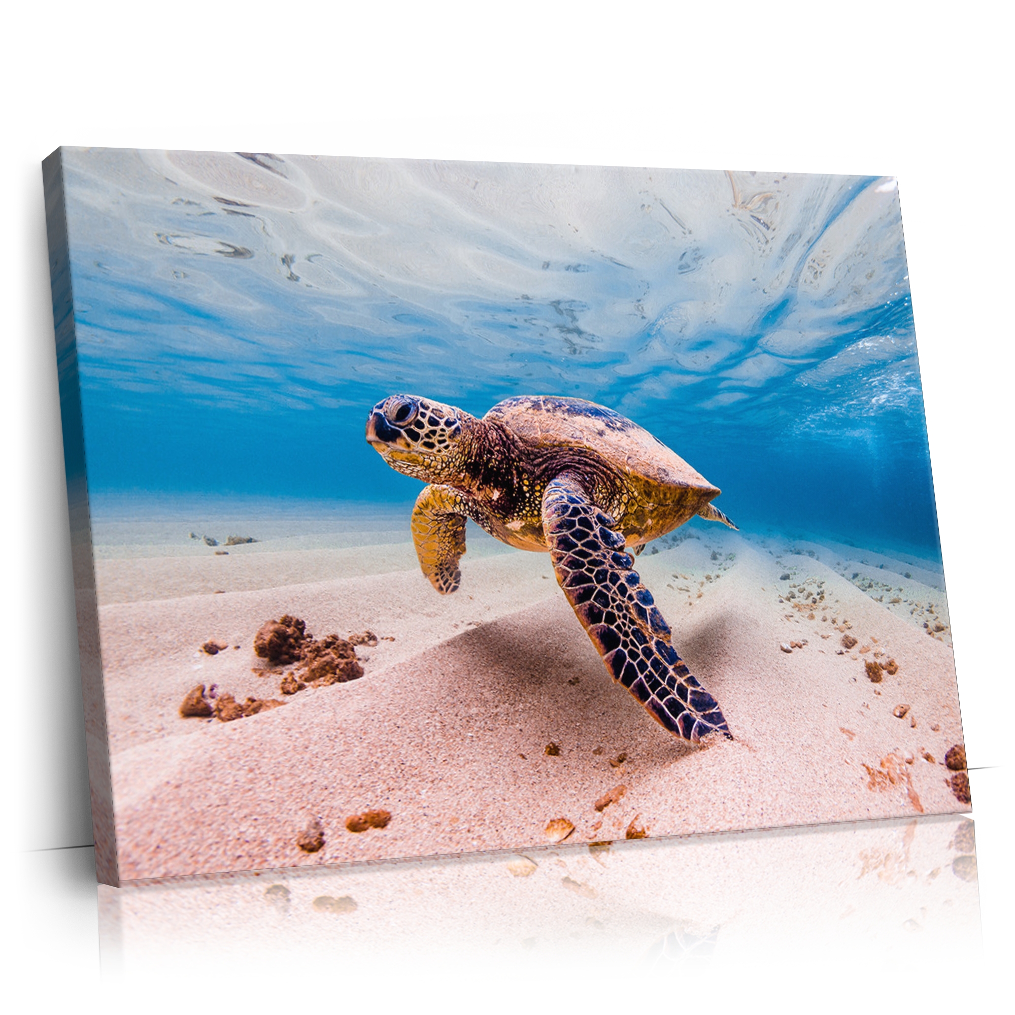 Personalisierbares Geschenk Schildkröte im Meer
