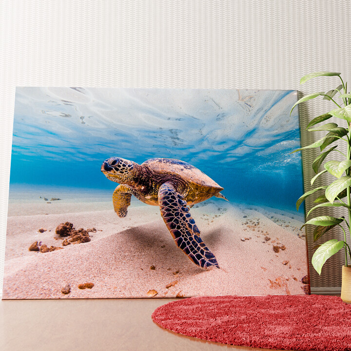 Schildkröte im Meer Wandbild personalisiert