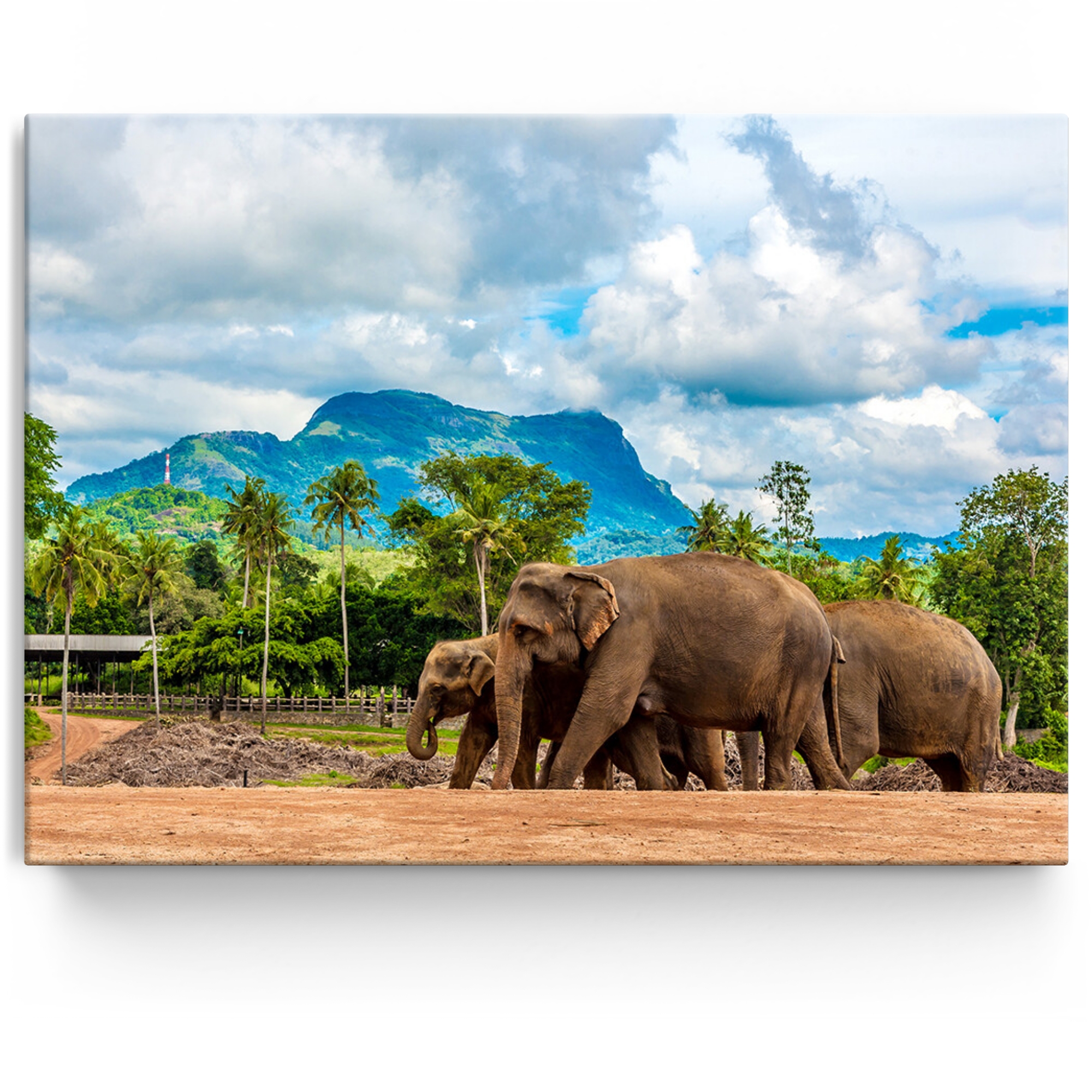 Personalisiertes Leinwandbild Elefanten in Sri Lanka