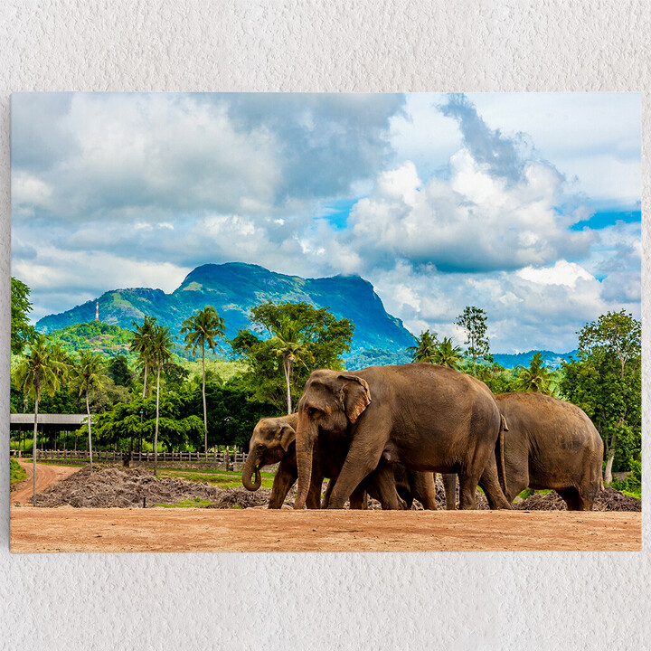Personalisiertes Leinwandbild Elefanten in Sri Lanka