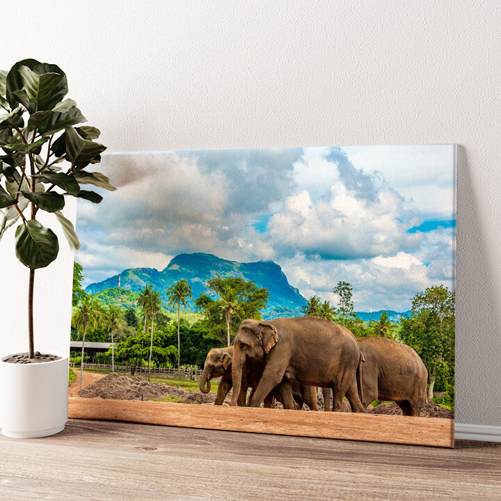 Leinwandbild personalisiert Elefanten in Sri Lanka