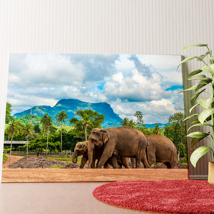 Elefanten in Sri Lanka Wandbild personalisiert
